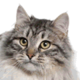 Siberian