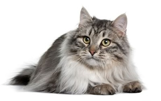 Siberian
