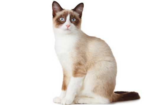 Snowshoe