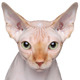 Sphynx