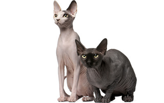 Sphynx