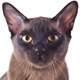 Tonkinese