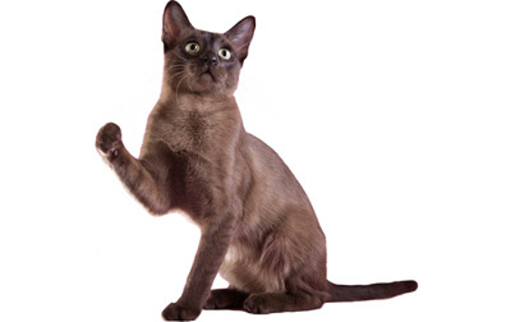 Tonkinese