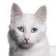 Turkish Angora