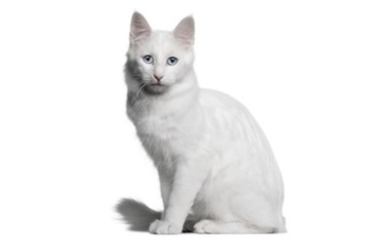 Turkish Angora