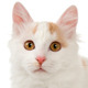Turkish Van